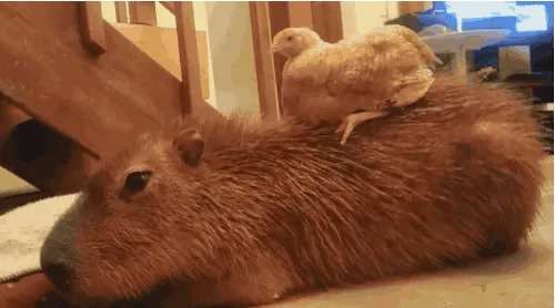 Are Capybaras Friendly? 38 Cute Photos Of Unlikely Friendships