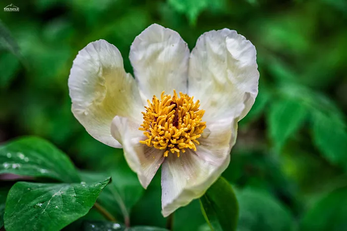 Paeonia Mlokosewitschii