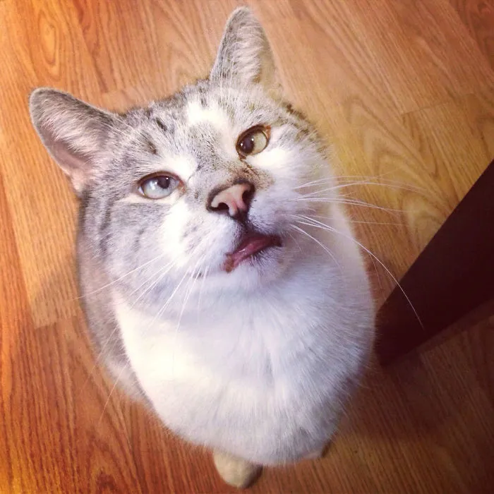 My Cross Eyed Cat Bacardi