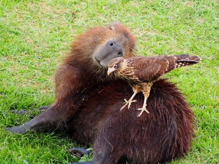 Are Capybaras Friendly? 38 Cute Photos Of Unlikely Friendships