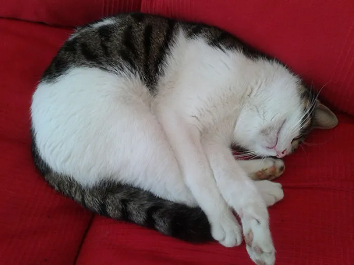 Junior Sleeping!