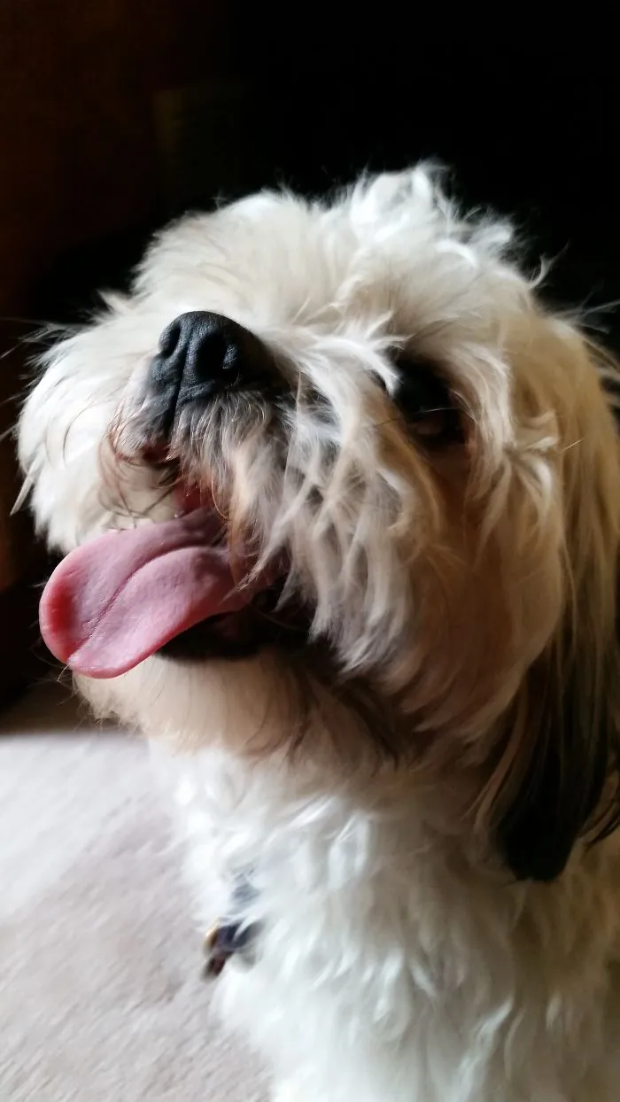 201 Smiling Animals That Will Instantly Make You Smile
