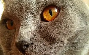I Captured My Purrrfect British Lord
