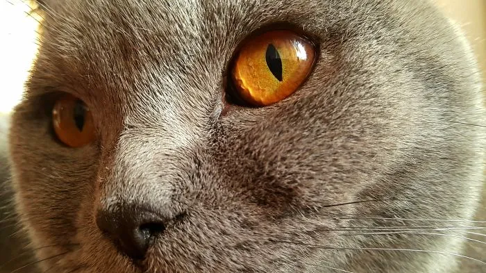I Captured My Purrrfect British Lord