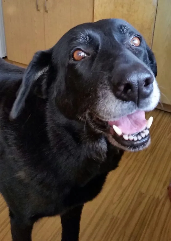 201 Smiling Animals That Will Instantly Make You Smile