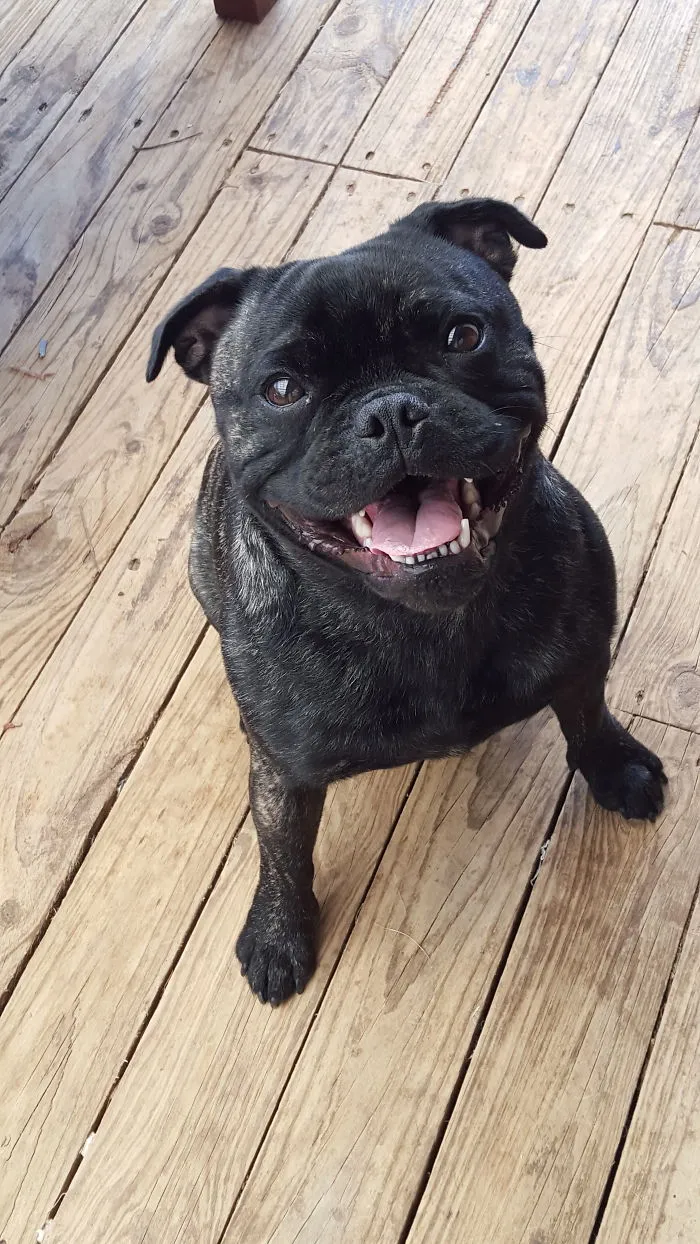 201 Smiling Animals That Will Instantly Make You Smile