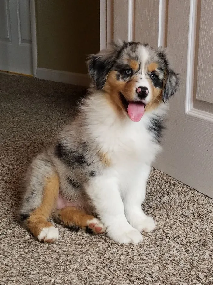 201 Smiling Animals That Will Instantly Make You Smile