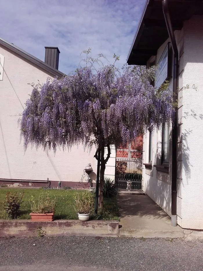 Whisteria
