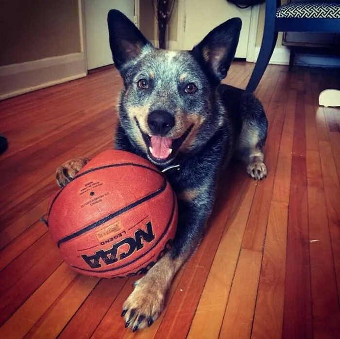 201 Smiling Animals That Will Instantly Make You Smile