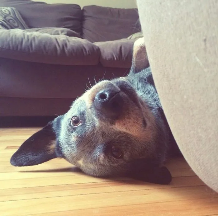 201 Smiling Animals That Will Instantly Make You Smile
