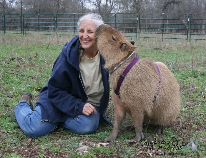 Woman smiling as capybara nuzzles her cheek, showcasing capybara friendliness.