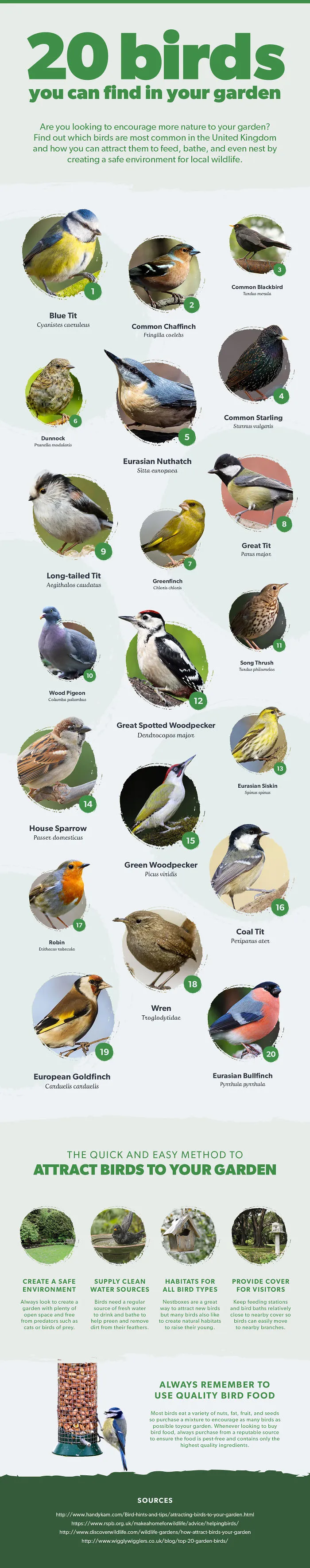 Most Common Garden Birds