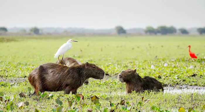 Capybaras with a bird on one in a grassy wetland, demonstrating friendly wildlife interactions.