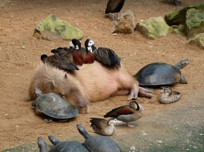 Are Capybaras Friendly? 38 Cute Photos Of Unlikely Friendships