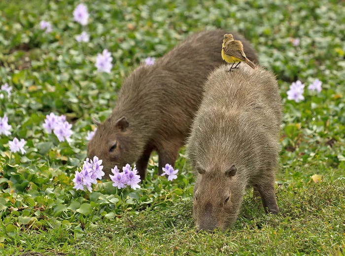Capybaras in a field with flowers, one with a small bird on its back, showcasing friendly wildlife interactions.