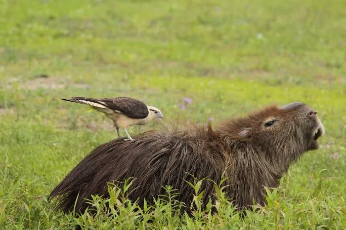Friendly capybara with a bird on its back in a grassy field, showcasing unlikely animal friendships.
