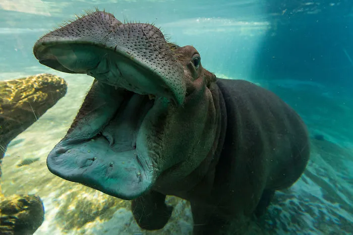 201 Smiling Animals That Will Instantly Make You Smile