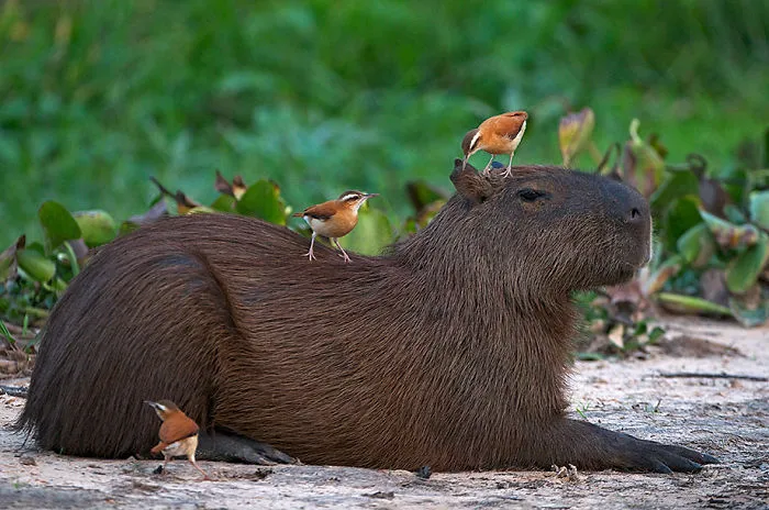 Are Capybaras Friendly? 38 Cute Photos Of Unlikely Friendships