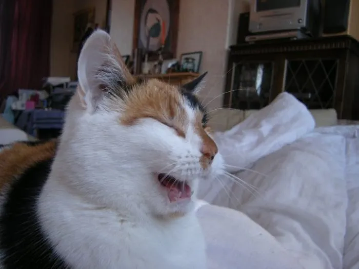 201 Smiling Animals That Will Instantly Make You Smile