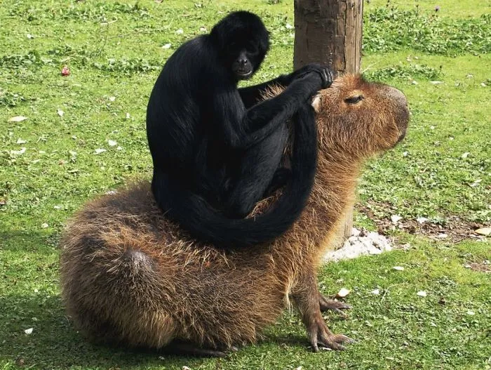 Are Capybaras Friendly? 38 Cute Photos Of Unlikely Friendships