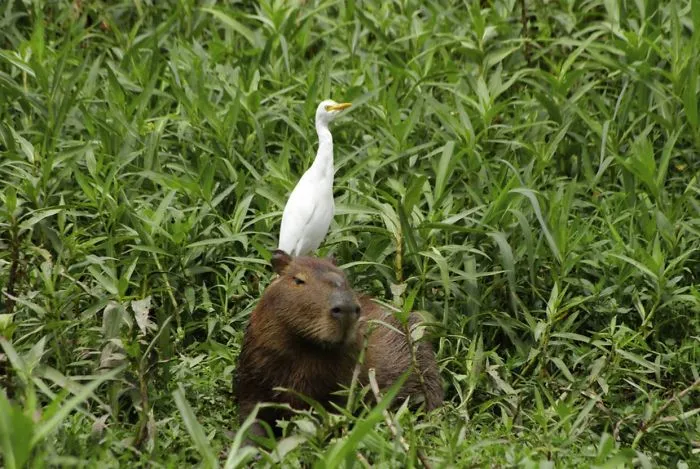 Are Capybaras Friendly? 38 Cute Photos Of Unlikely Friendships