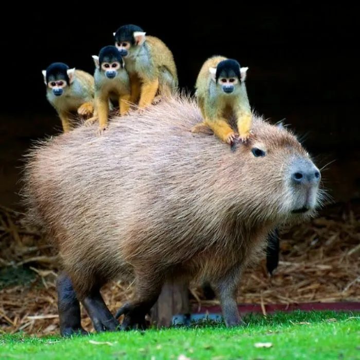 Are Capybaras Friendly? 38 Cute Photos Of Unlikely Friendships