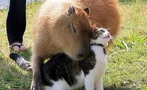 Are Capybaras Friendly? 38 Cute Photos Of Unlikely Friendships