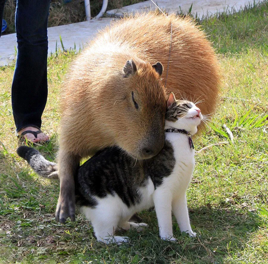 Capybara And Animal
