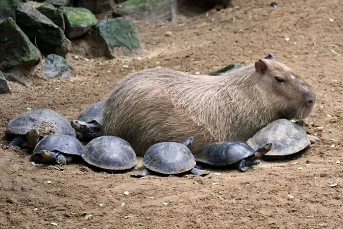 Are Capybaras Friendly? 38 Cute Photos Of Unlikely Friendships