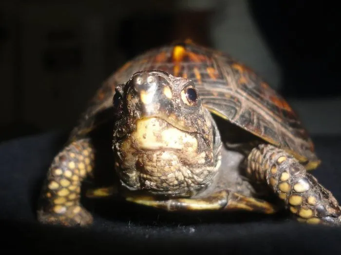 201 Smiling Animals That Will Instantly Make You Smile