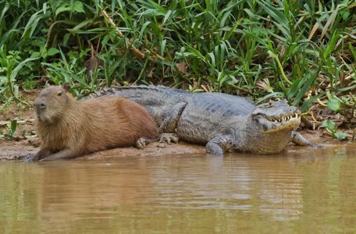 Are Capybaras Friendly? 38 Cute Photos Of Unlikely Friendships