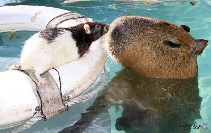Are Capybaras Friendly? 38 Cute Photos Of Unlikely Friendships