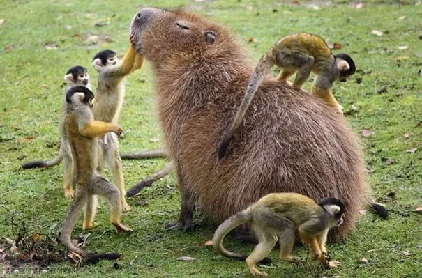 Are Capybaras Friendly? 38 Cute Photos Of Unlikely Friendships