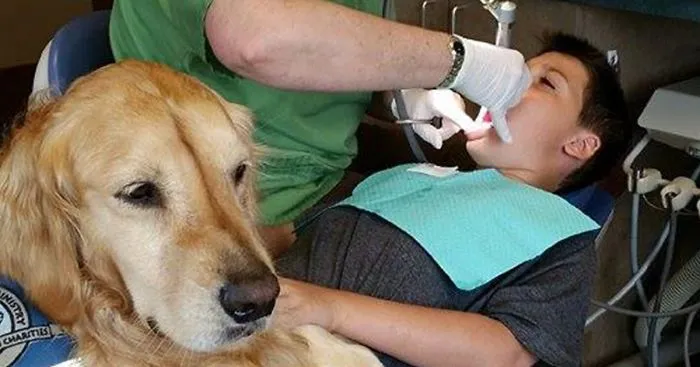 This Dentist's Office Hired Golden Retriever To Help Patients Relax