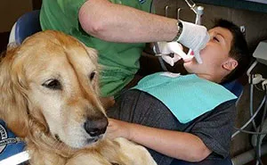 This Dentist's Office Hired Golden Retriever To Help Patients Relax