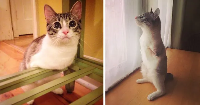 Adopted Two-Legged Bunny-Cat Celebrates Her Second Birthday!