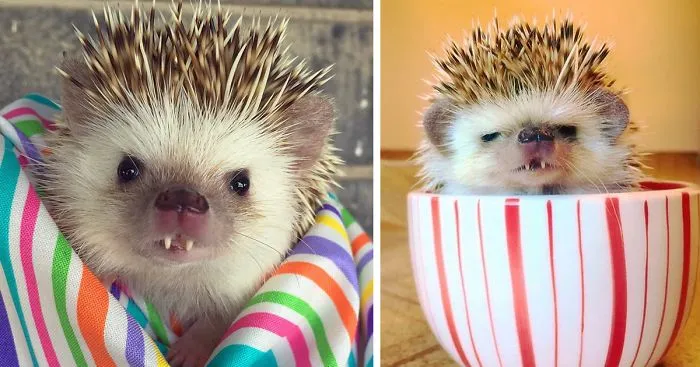 This 'Vampire' Hedgehog Is Instagram's Newest Star