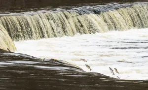 We Visited Kuldiga In Latvia And Explored The Widest Waterfall In Europe