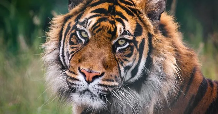 Tiger Population Increases For The First Time In More Than 100 Years