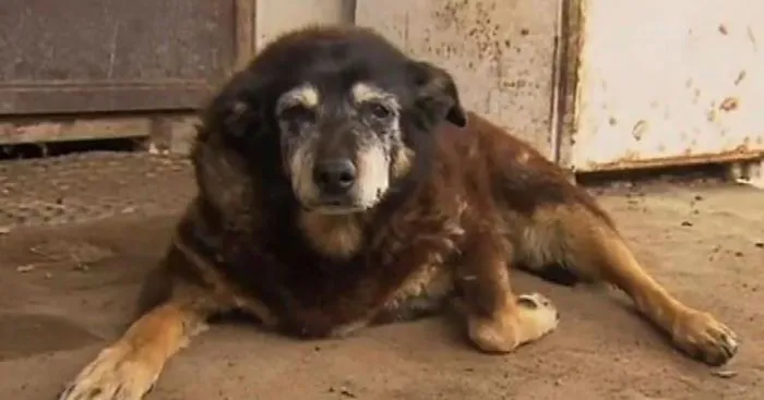 World's Oldest Dog Maggie Dies Aged 30