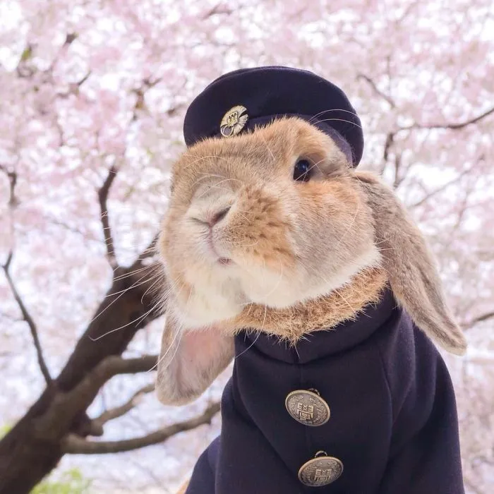 Meet PuiPui, The World's Most Stylish Bunny (34 Pics)