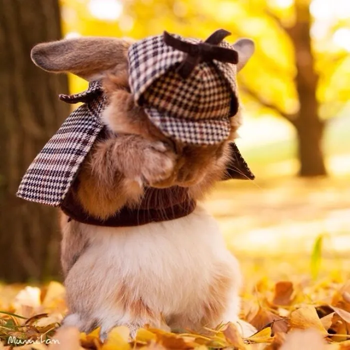 Meet PuiPui, The World's Most Stylish Bunny (34 Pics)