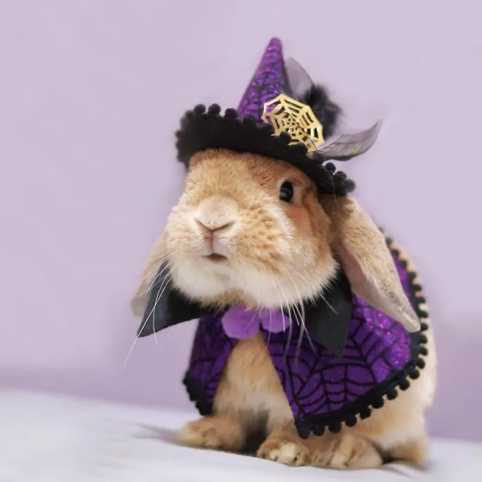 Meet PuiPui, The World's Most Stylish Bunny (34 Pics)