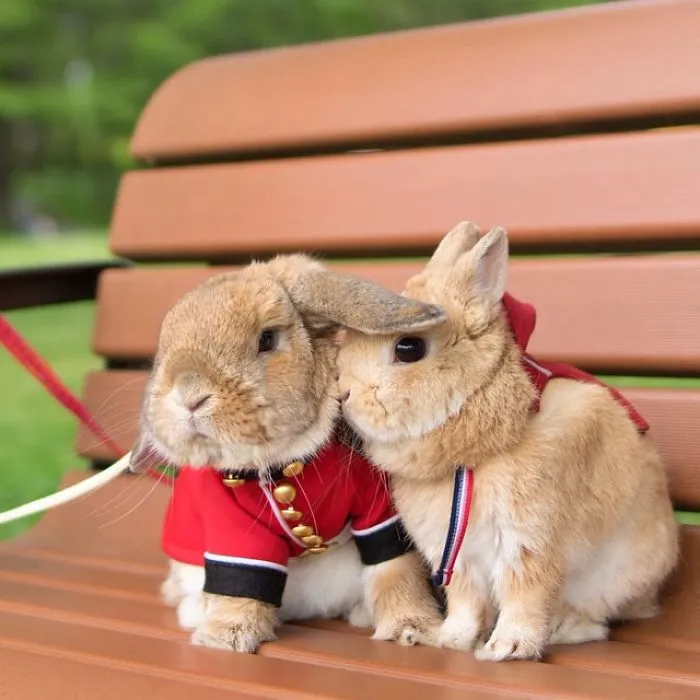 Meet PuiPui, The World's Most Stylish Bunny (34 Pics)