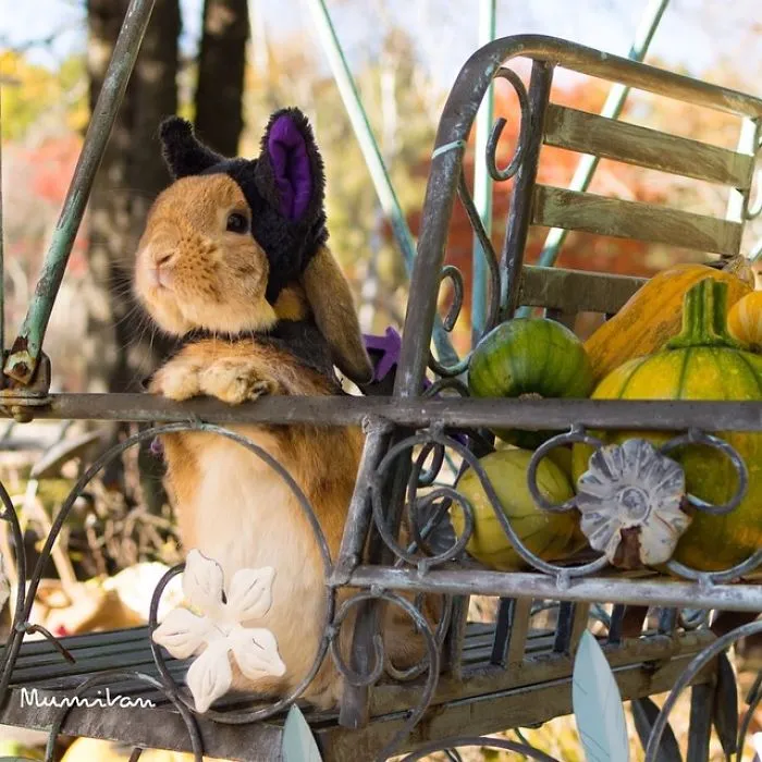 Meet PuiPui, The World's Most Stylish Bunny (34 Pics)