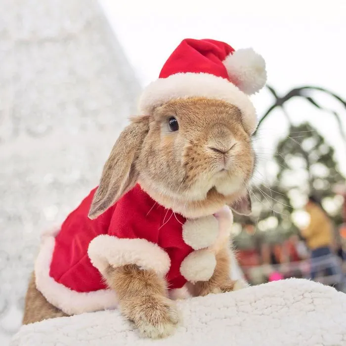 Meet PuiPui, The World's Most Stylish Bunny (34 Pics)