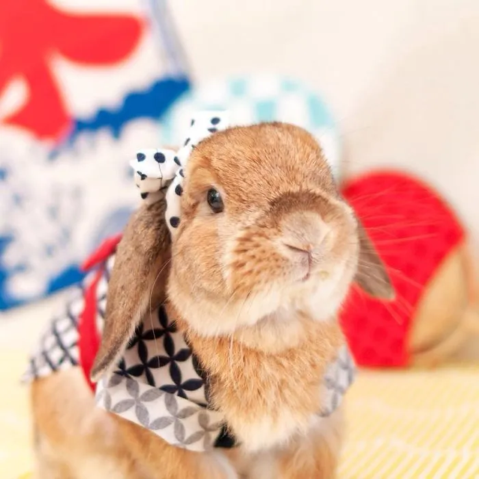 Meet PuiPui, The World's Most Stylish Bunny (34 Pics)