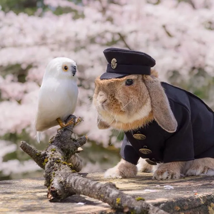 Meet PuiPui, The World's Most Stylish Bunny (34 Pics)