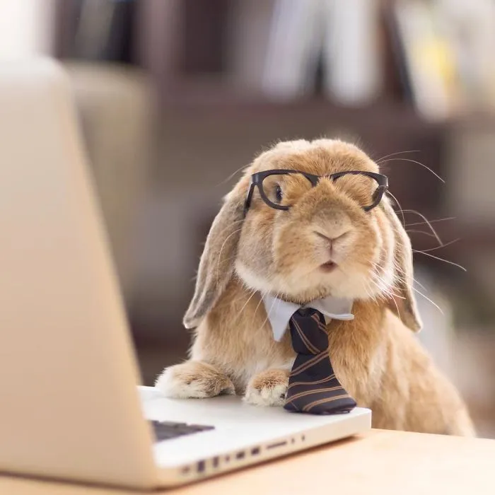 Meet PuiPui, The World's Most Stylish Bunny (34 Pics)