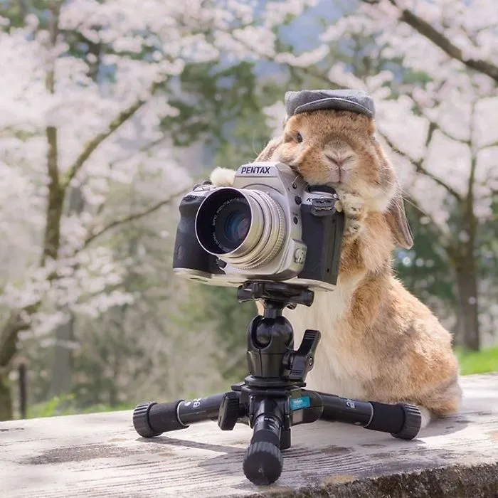 Meet PuiPui, The World's Most Stylish Bunny (34 Pics)